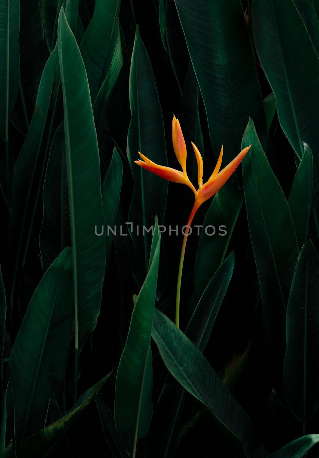 exotic flower on dark green tropical foliage nature background.