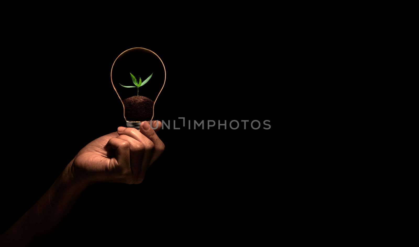 Hand holding bulb with green tree inside isolate on black background.