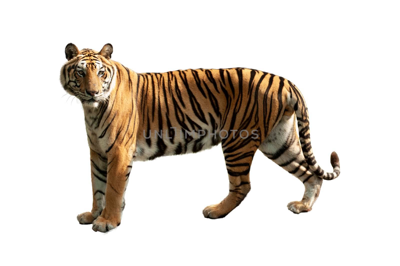 Tiger isolated on white background. by thanumporn
