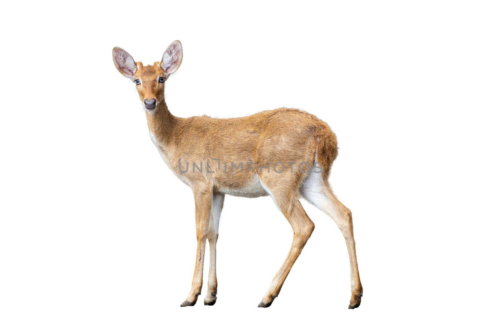 Brown deer standing isolate white background. by thanumporn