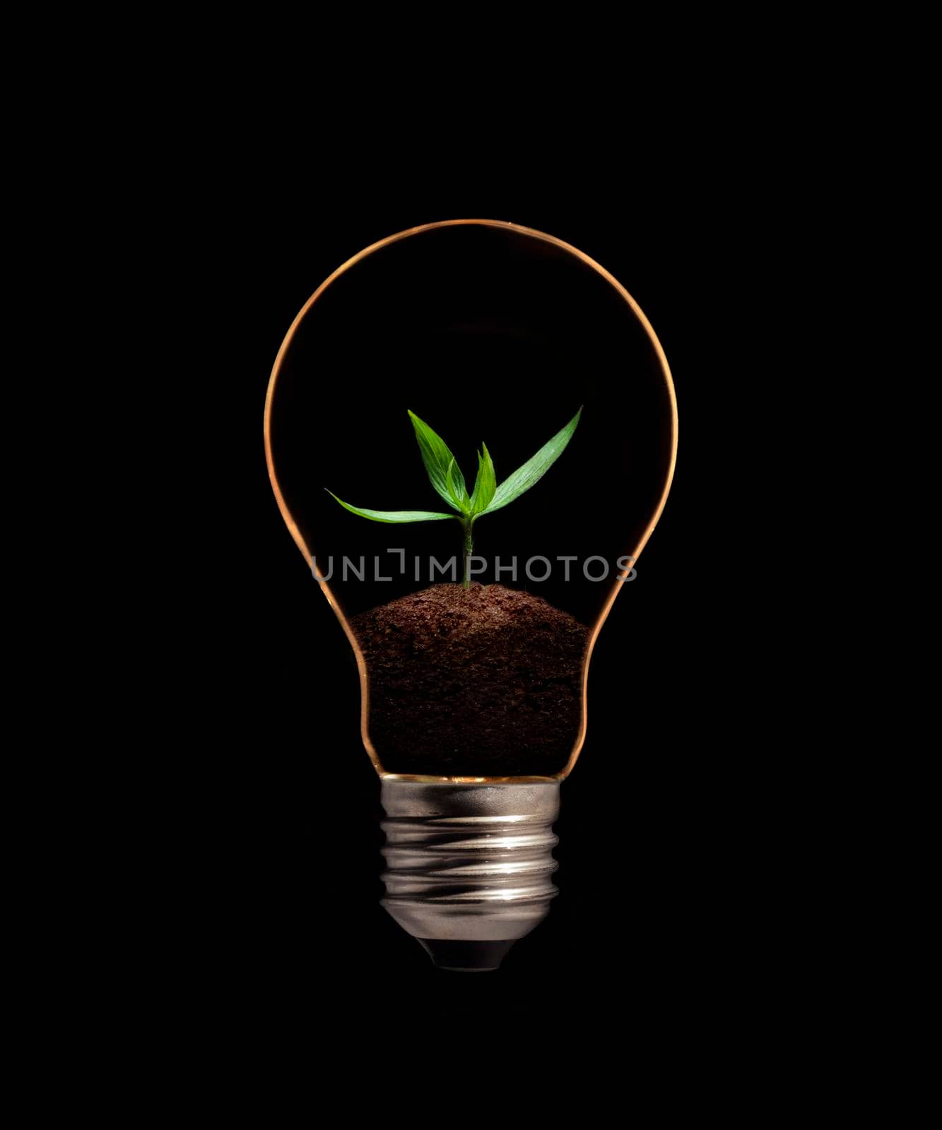 A light bulb with fresh green leaves inside, isolated on black background. by thanumporn