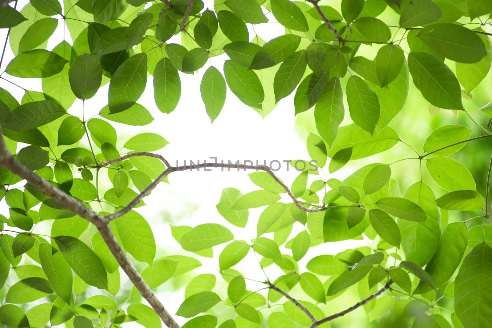 Closeup nature view of green leaf on blurred greenery background in garden with copy space using as background natural green plants landscape, ecology, fresh wallpaper concept. by thanumporn