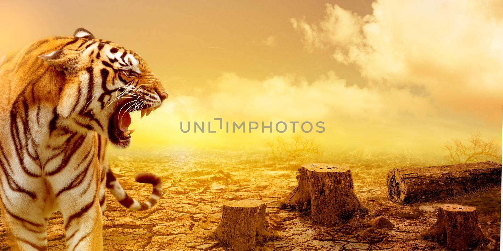 The great tiger with the dead stump tree and cracked land background. by thanumporn