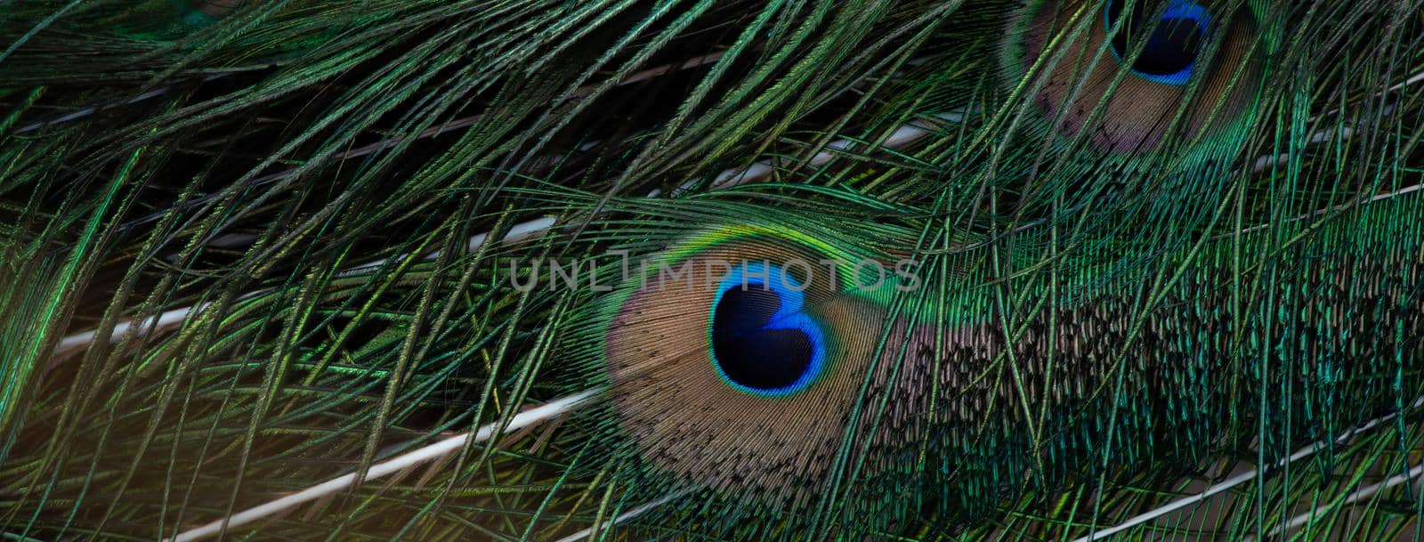 Close-up Peacocks, colorful details and beautiful peacock feathers.Macro photograph. by thanumporn