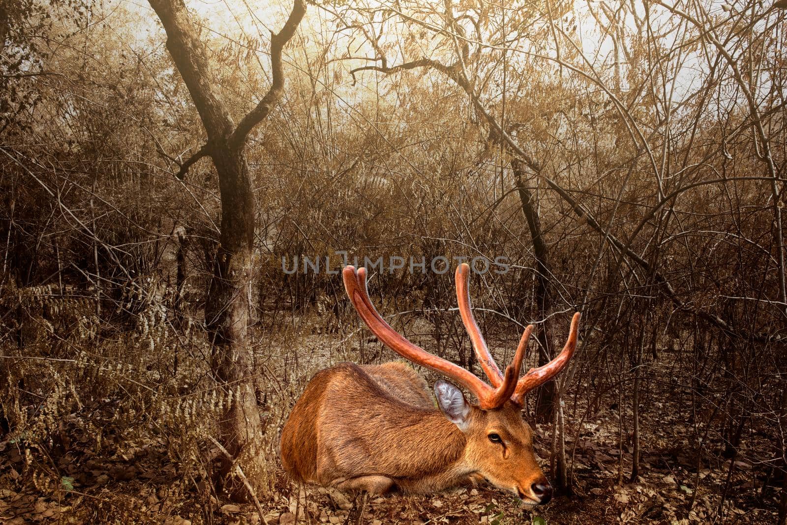 Brown deer resting in a dry, arid environment. by thanumporn