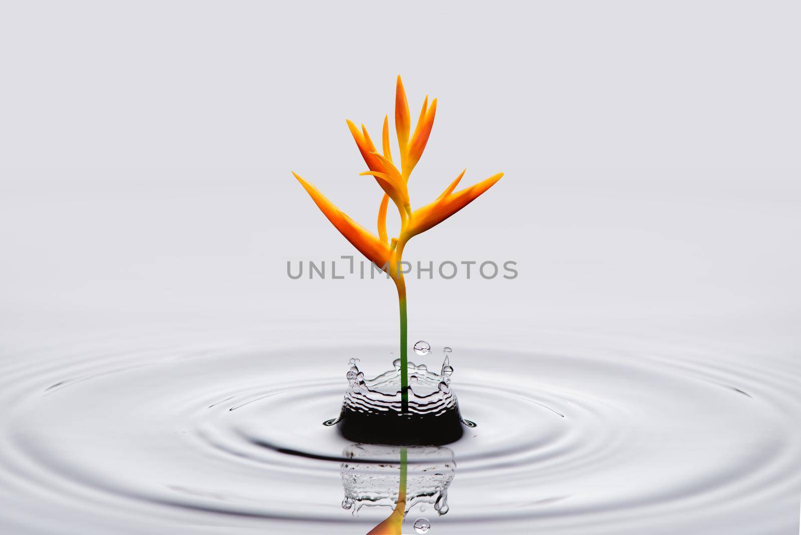 Heliconia psittacorum (Golden Torch) flowers, tropical flowers in water splash isolated on white background.