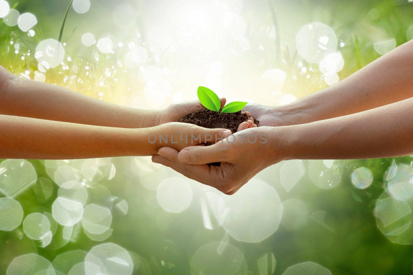 Adults Baby Hand tree environment Earth Day In the hands of trees growing seedlings. Bokeh green Background Female hand holding tree on nature field grass Forest conservation concept