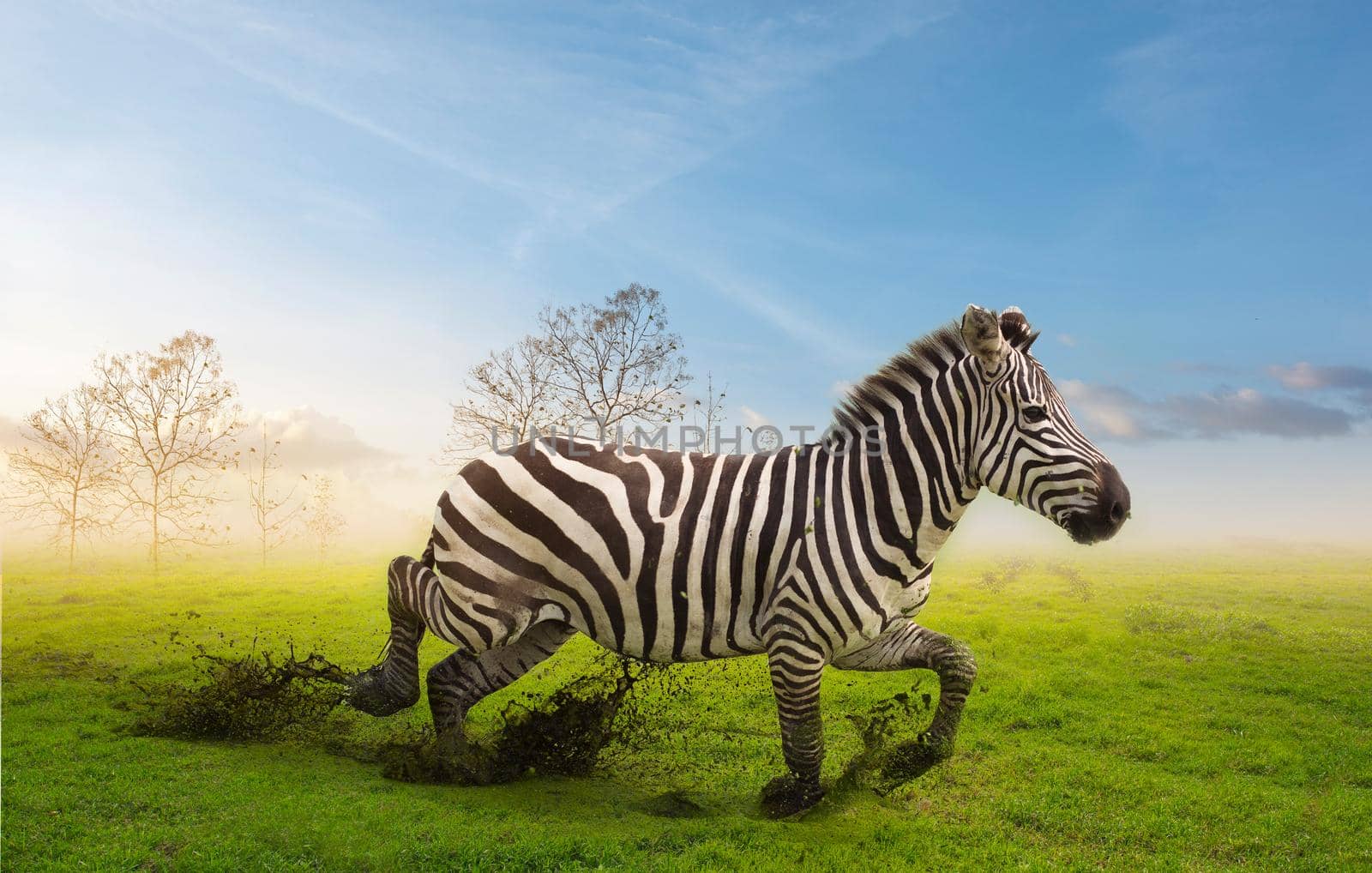 A zebra running in the green grass with tree branches background.Wildlife conservation concept. by thanumporn