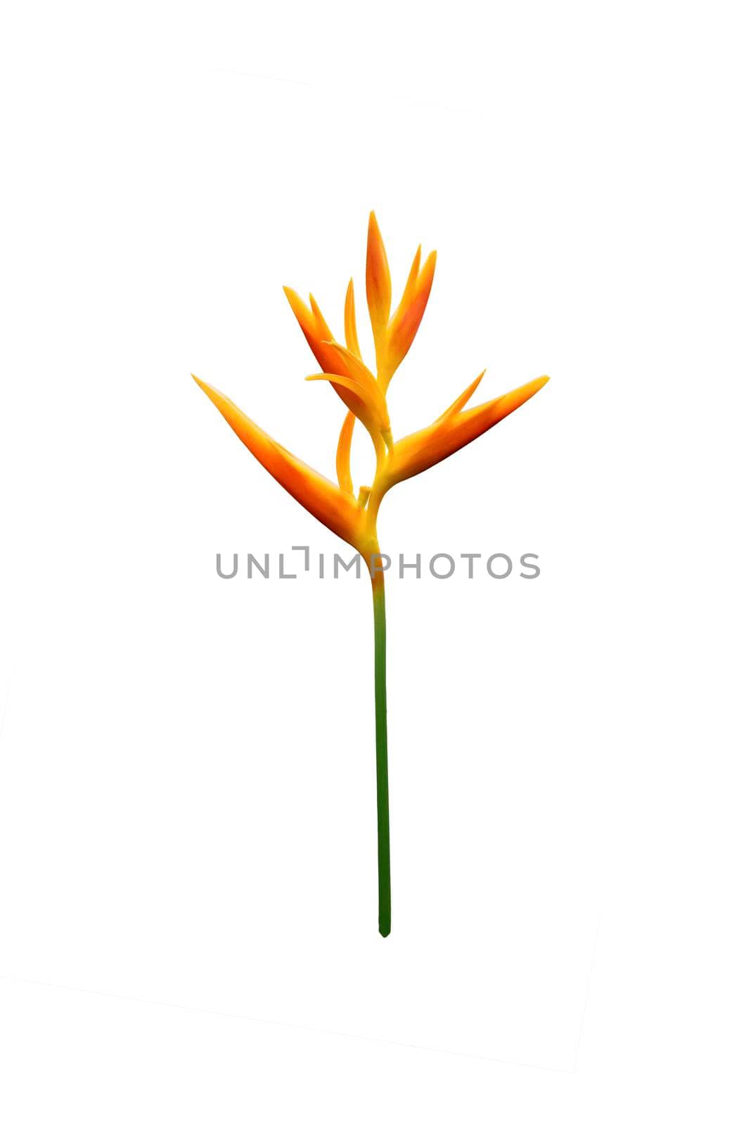 Heliconia psittacorum (Golden Torch) flowers, Tropical flowers isolated on white background.