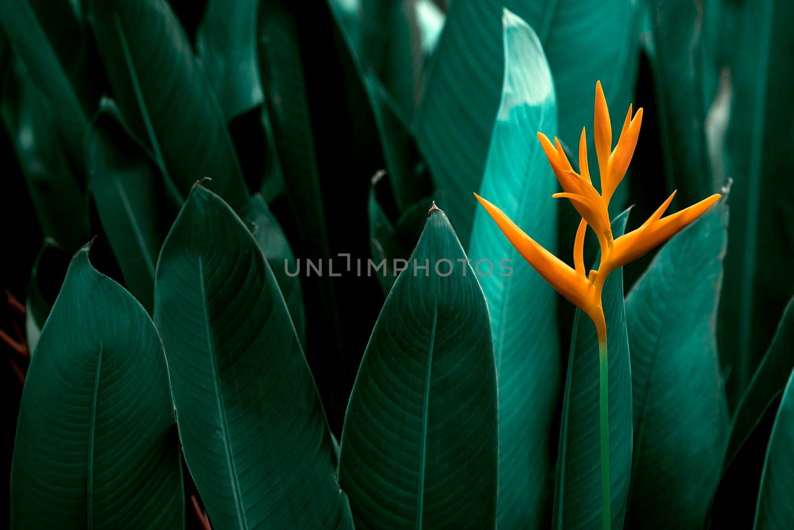 Heliconia psittacorum or Heliconia Golden Torch or False Bird of Paradise Flower. Exotic tropical flowers in the jungle garden with leaves background. by thanumporn
