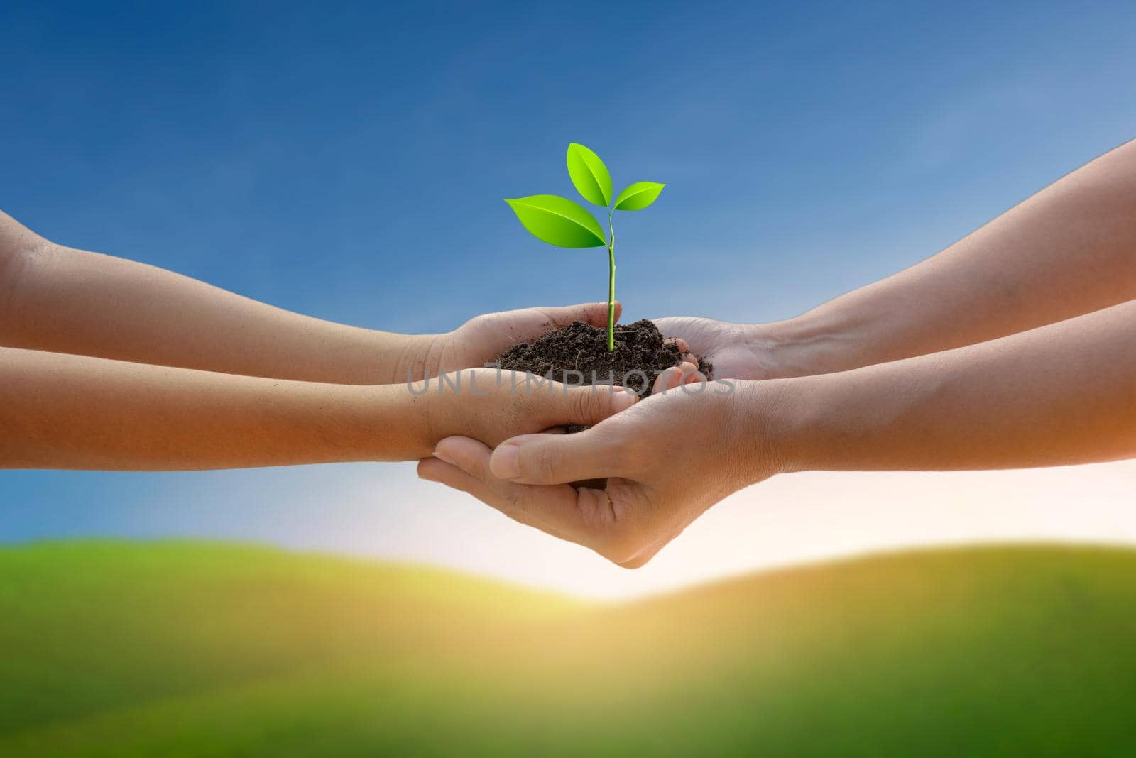 Hands holding tree growing on green mountain under blue sky. Beauty nature,for good environment. by thanumporn