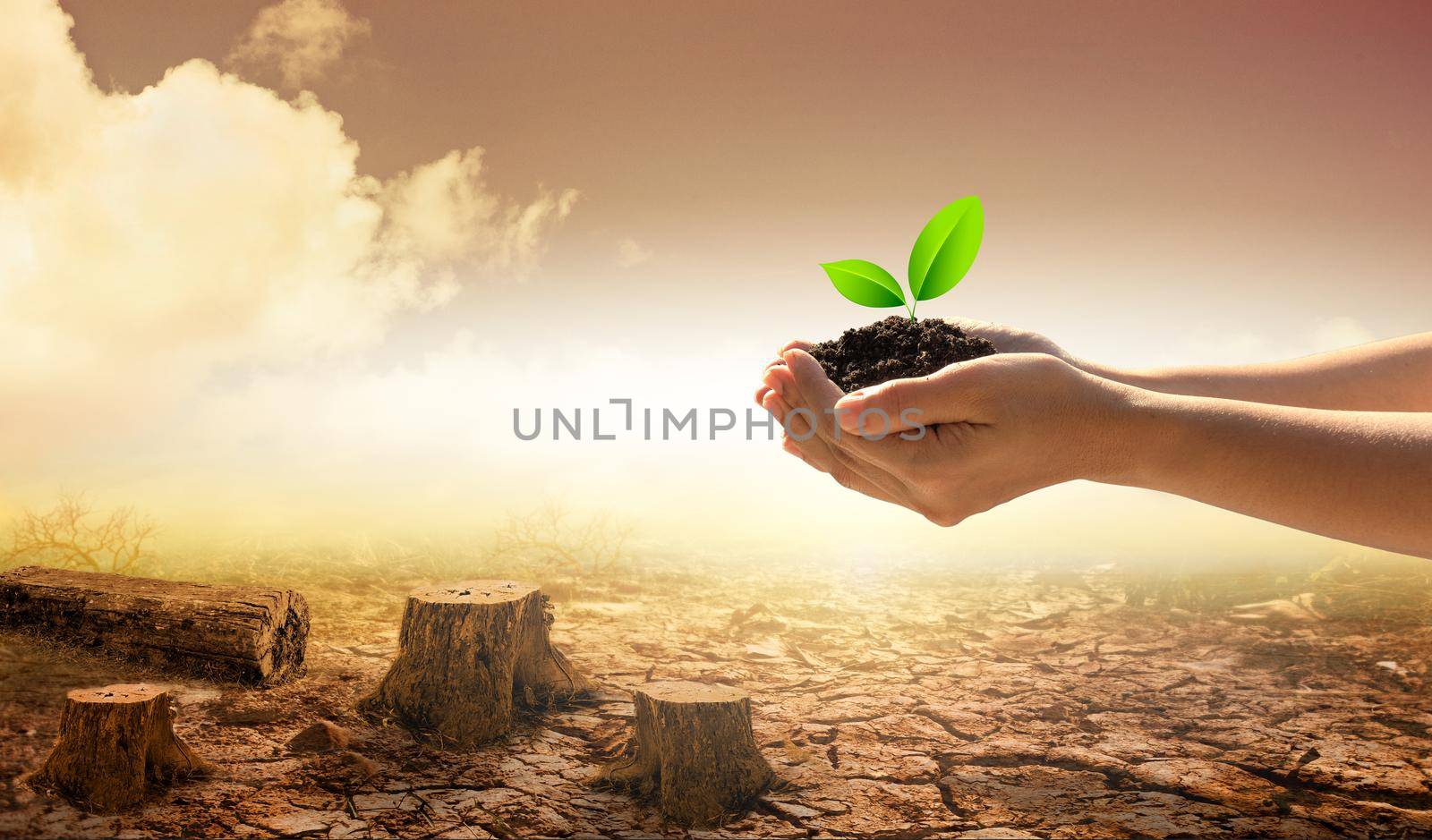 Hands holding tree growing on dead stump tree on cracked land. Saving environment and natural conservation concept with tree planing on green globe earth. by thanumporn