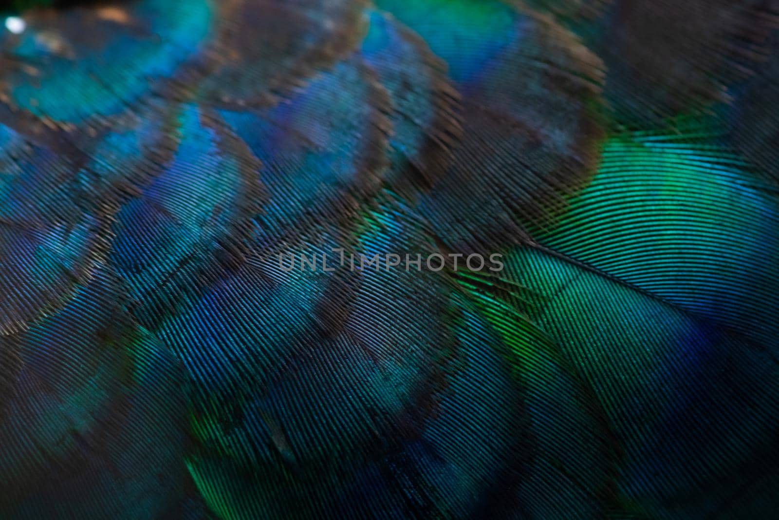 Close-up of the  peacock feathers, colorful details and beautiful peacock feathers.Macro photograph.