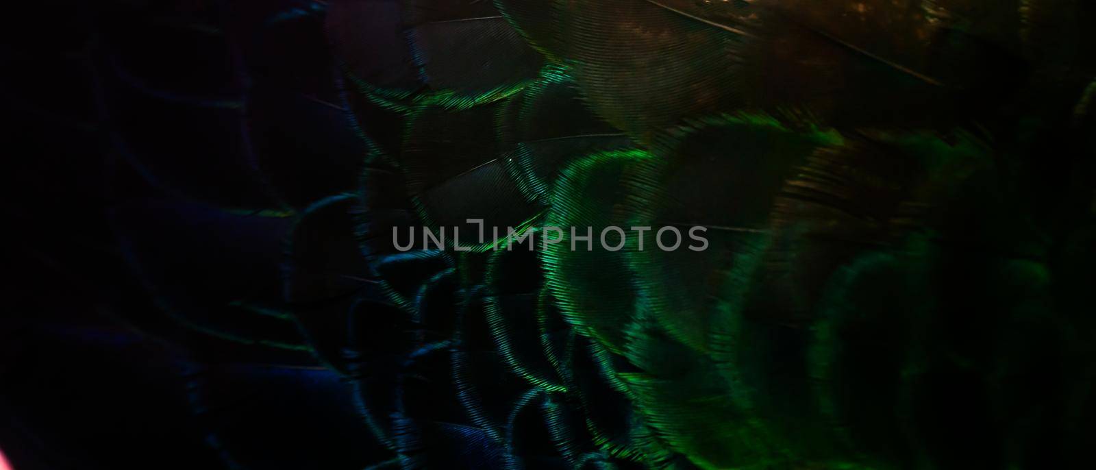 Close-up of the  peacock feathers, colorful details and beautiful peacock feathers.Macro photograph. by thanumporn