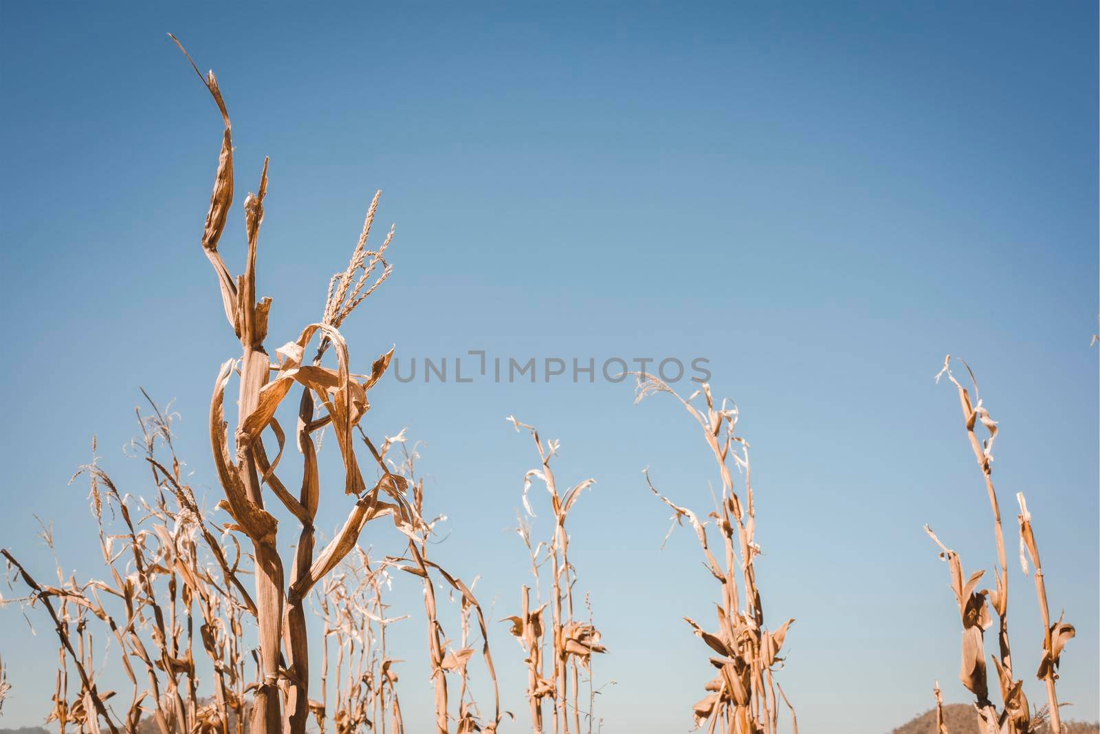 Drought has decimated a crop of corn and left the plants dried out and dead. Symbol of global warming and climate change.