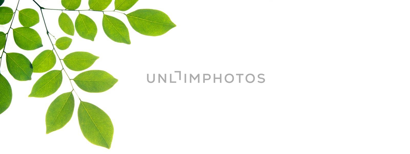 Green leaves isolated on white background.Natural Concept. by thanumporn