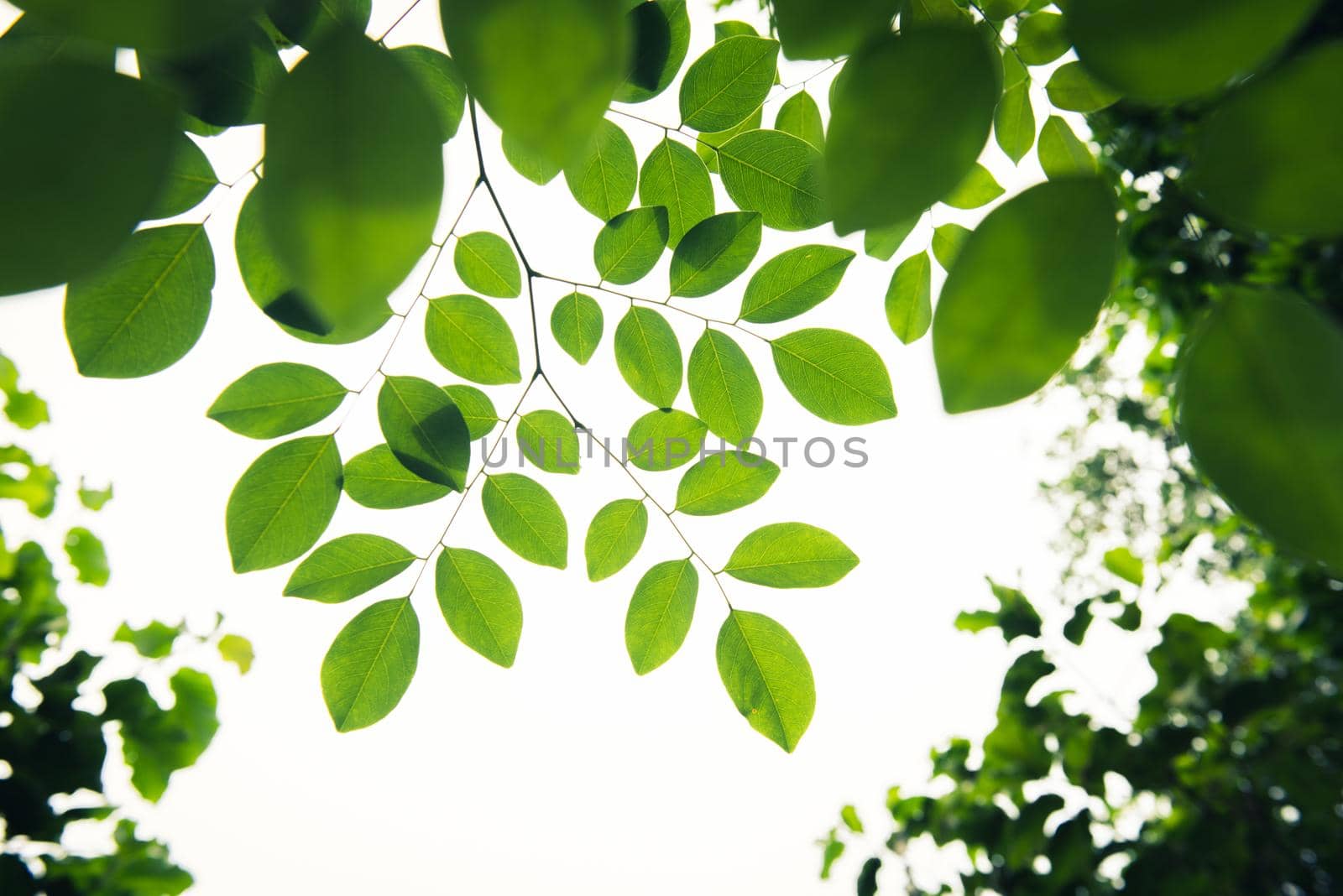Green leaves isolated on white as an ornate panoramic nature border.