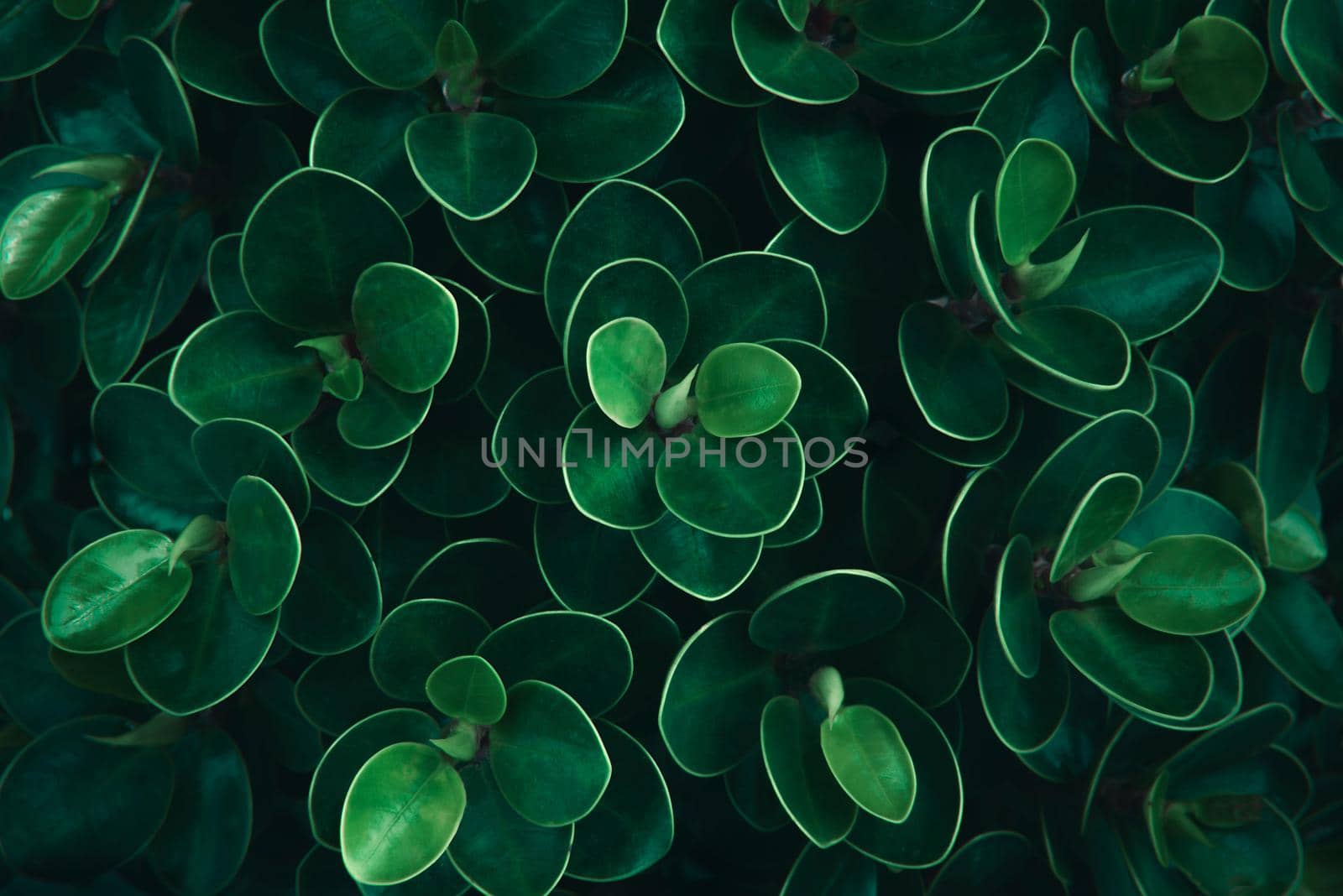 Green leaves pattern background. Natural Concept. by thanumporn