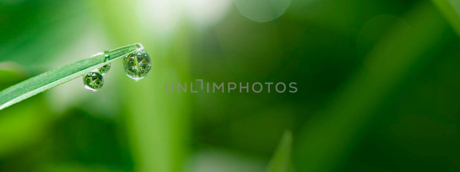 close-up water drops on the green grass. Abstract blurry background. Nature background.