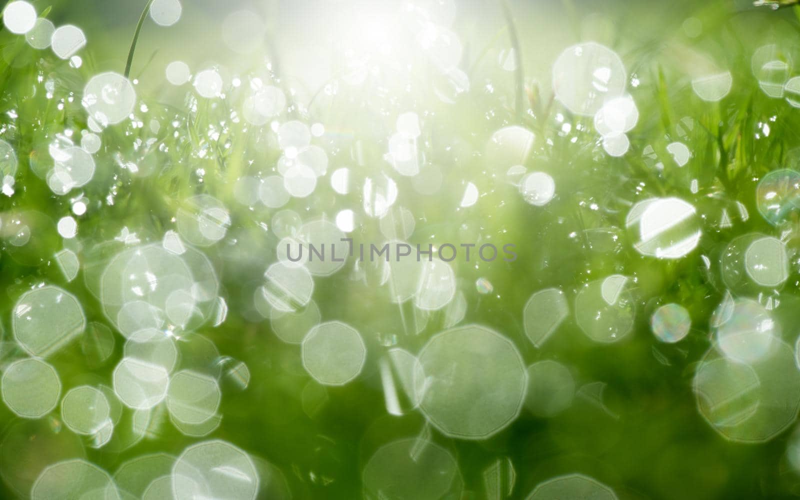 Fresh green grass with dew drops in sunshine and bokeh. Abstract blurry background. Nature background. copy space.