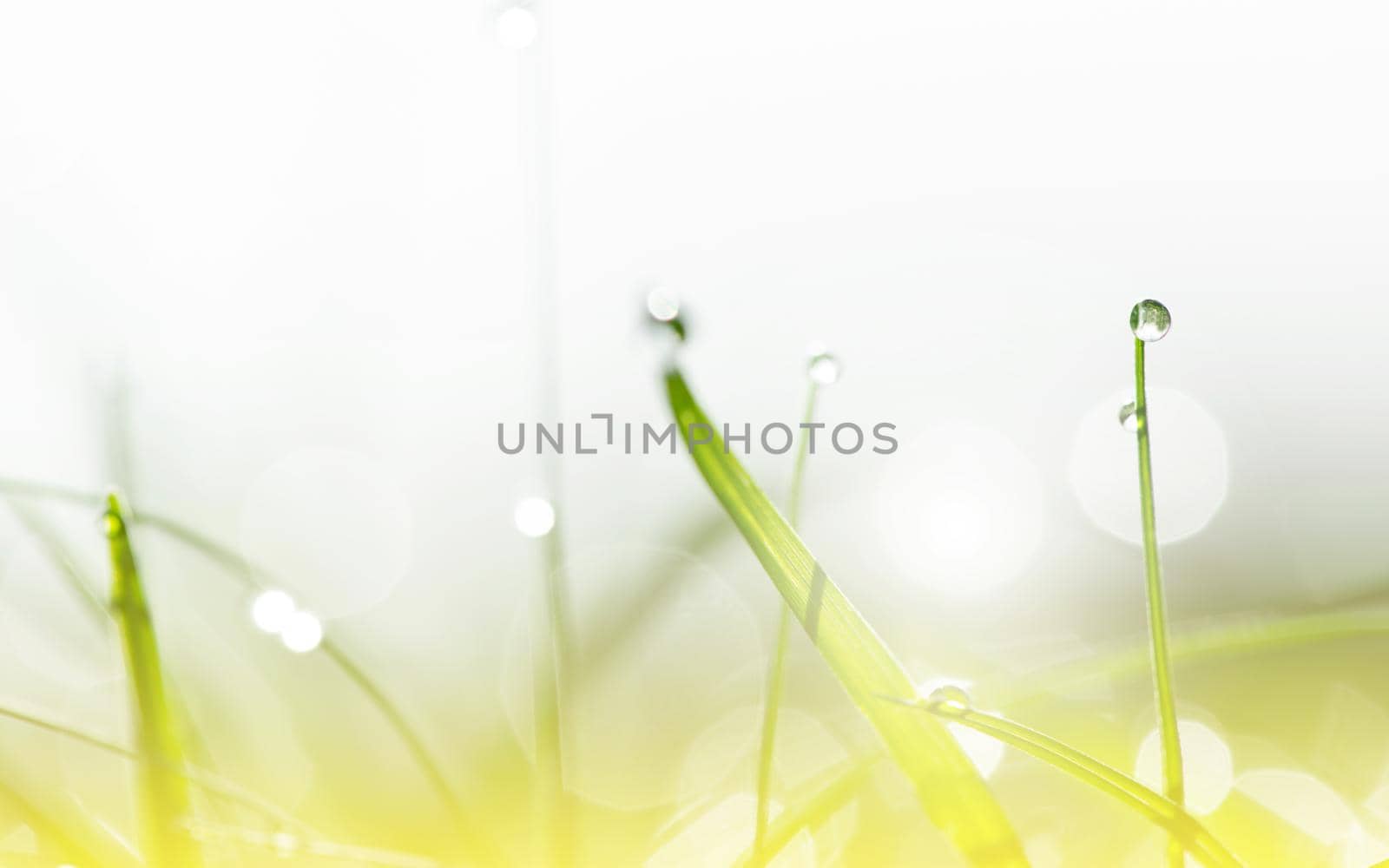 Dew drops on the green grass in sunshine and bokeh. Abstract blurry background. Nature background. copy space. by thanumporn
