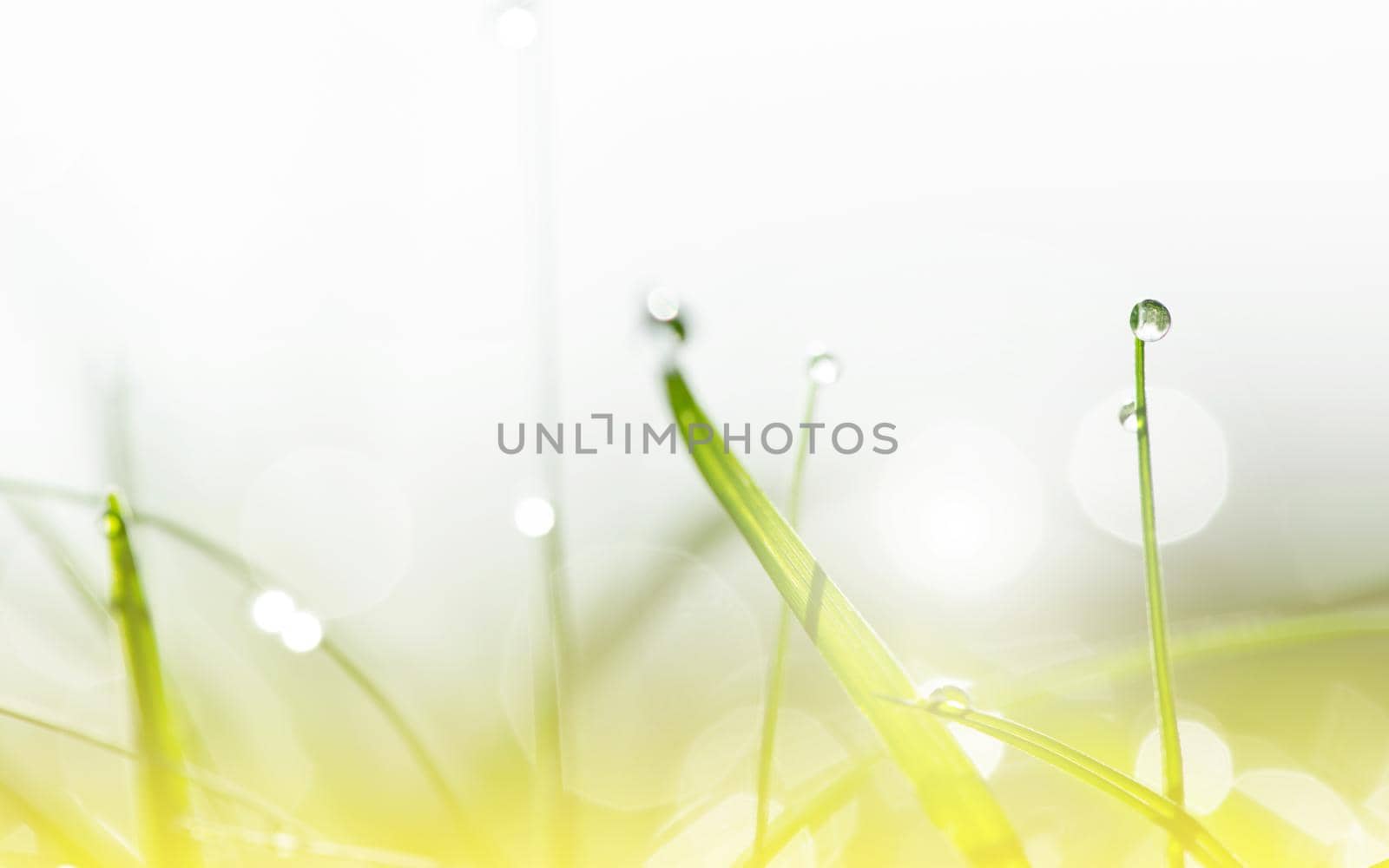 Dew drops on the green grass in sunshine and bokeh. Abstract blurry background. Nature background. copy space.