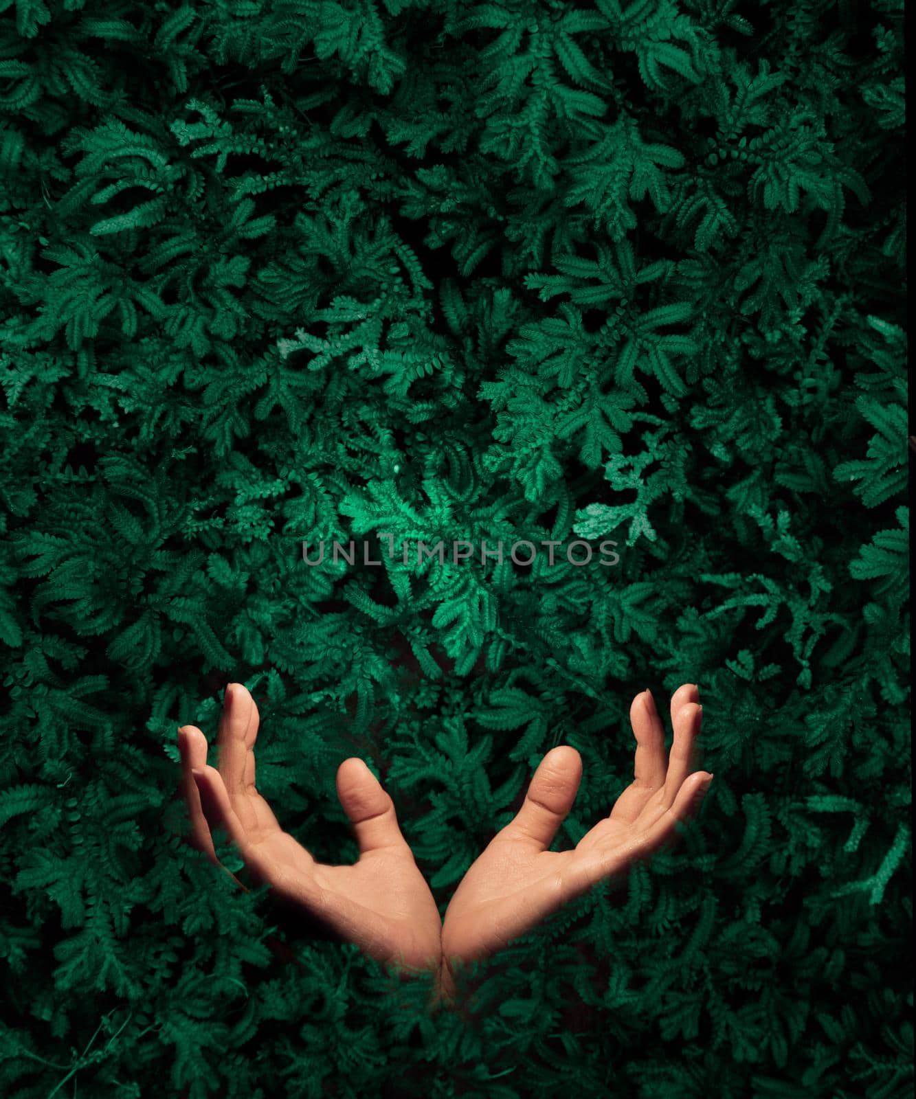 Hands sticking out of green trees. background of summer green.