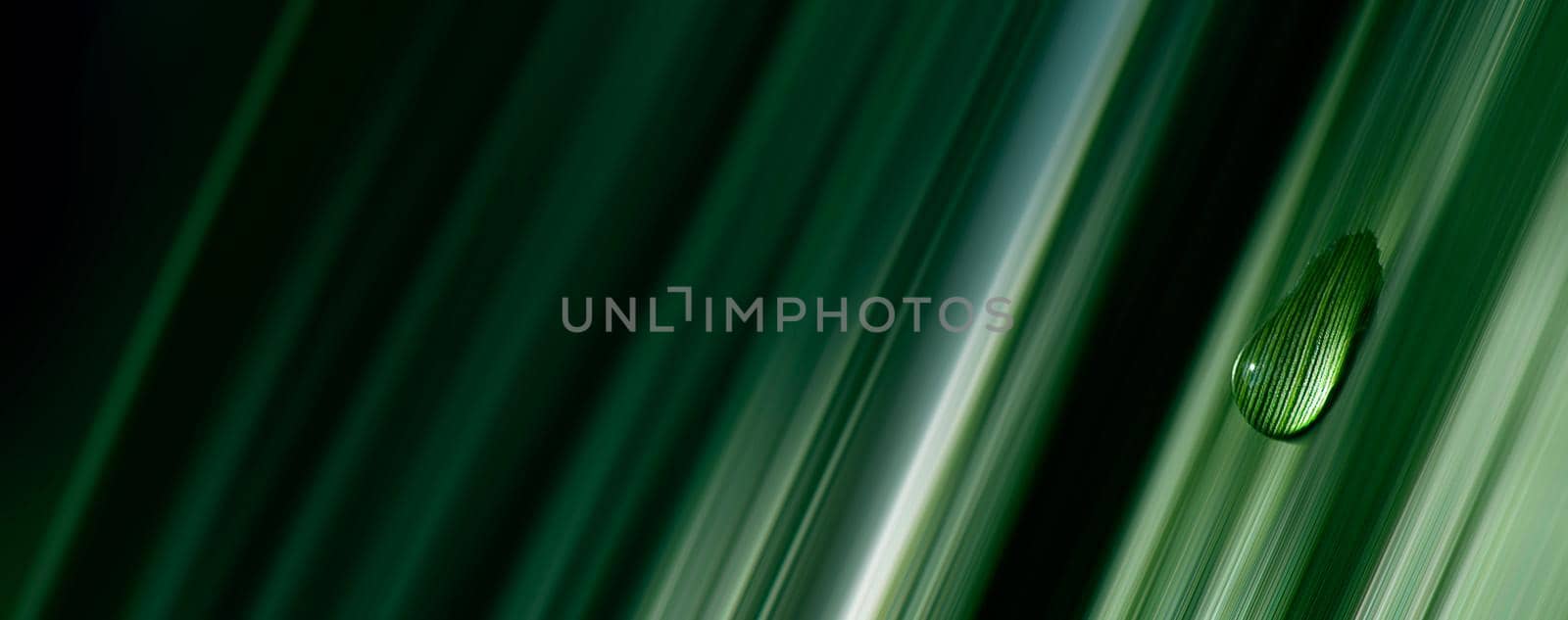 close-up water drop on lush green foliage in rain forest, nature background, dark toned process