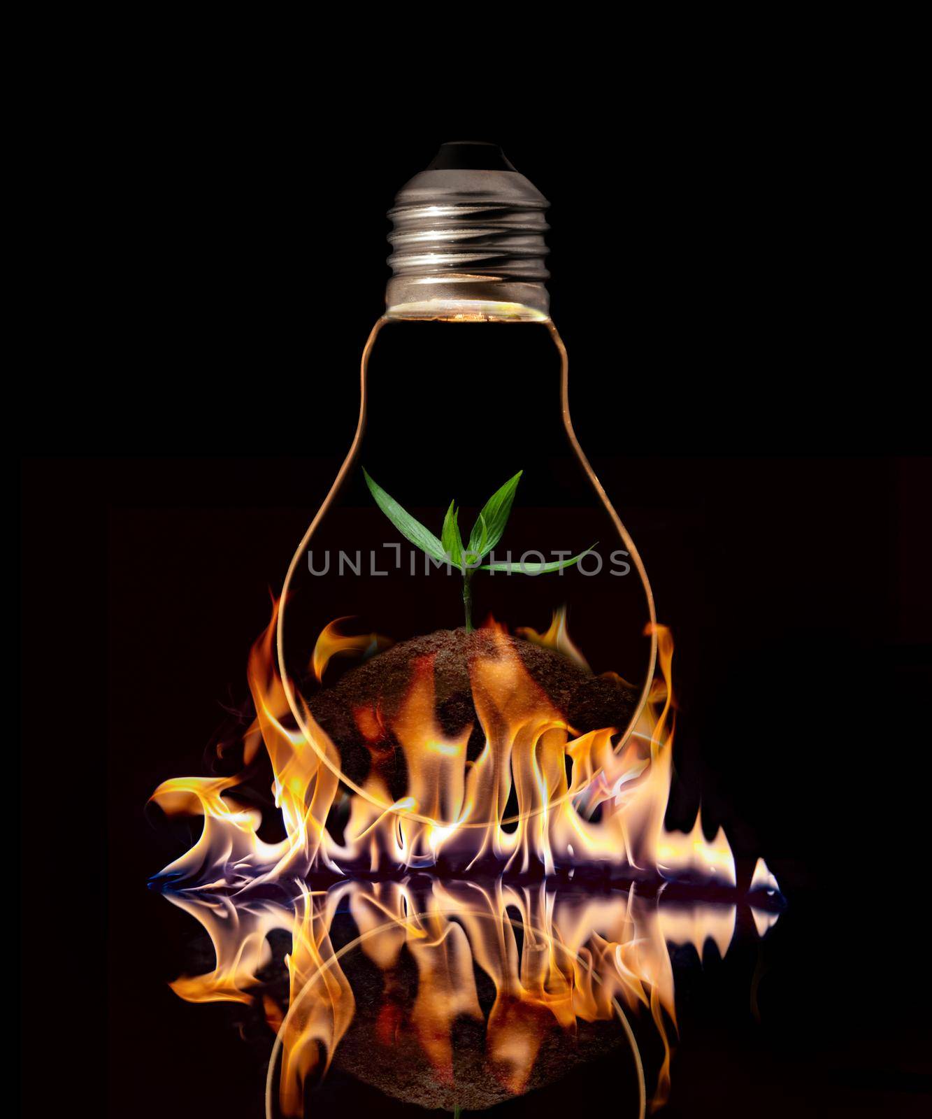 A light bulb with fresh green leaves inside on the fire, isolated on black background. by thanumporn