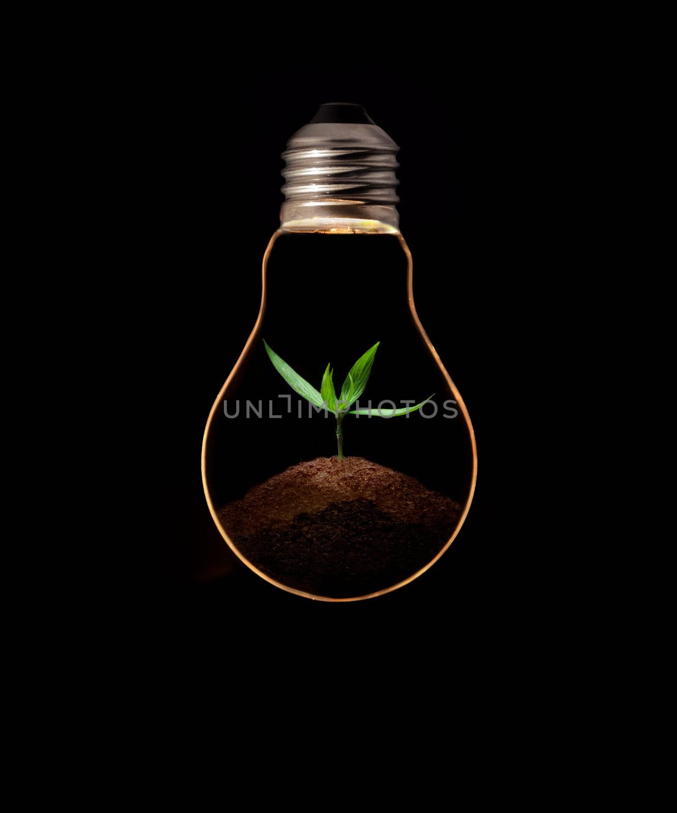 A light bulb with fresh green leaves inside, isolated on black background. by thanumporn