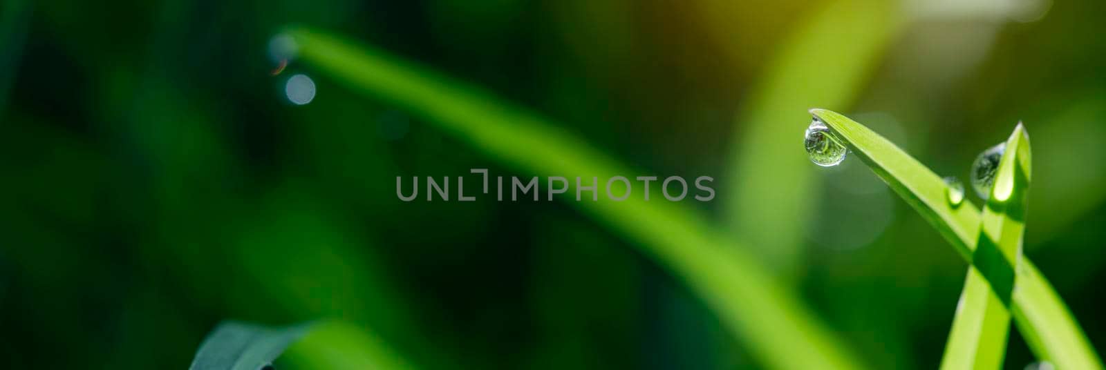 close-up water drops on the green grass.in rain forest with morning sun, nature background.