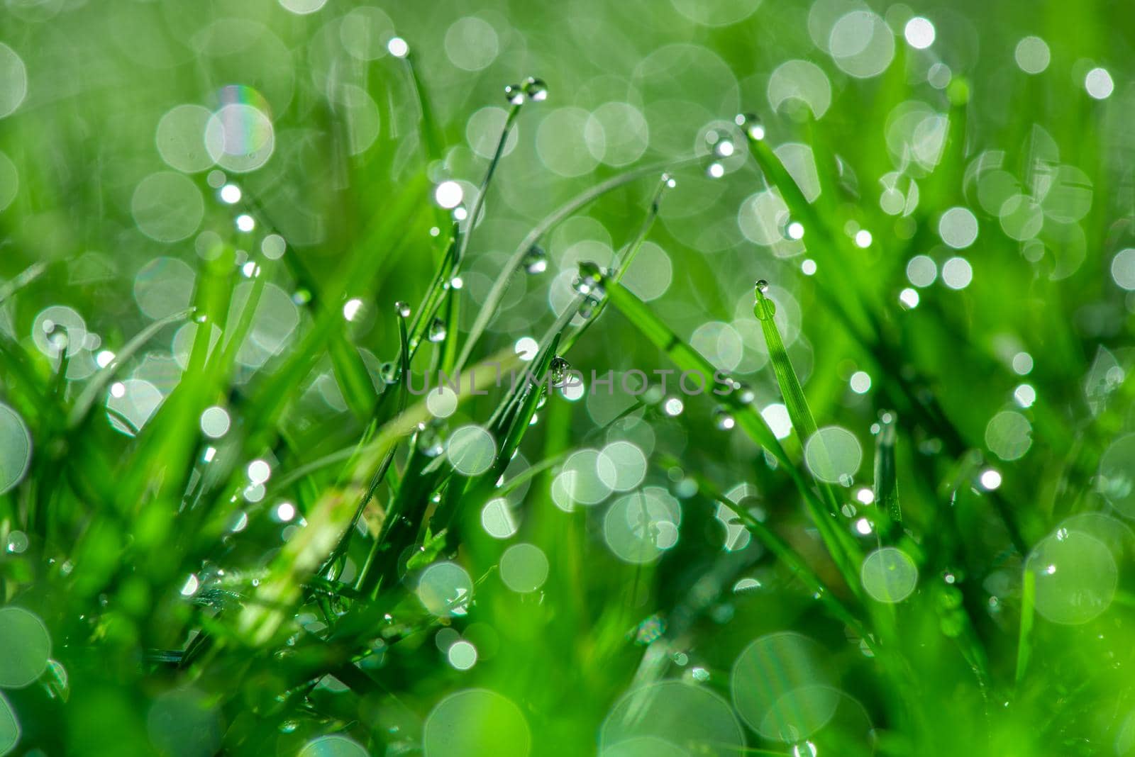 Fresh green grass with dew drops in sunshine and bokeh. Abstract blurry background. Nature background. copy space.