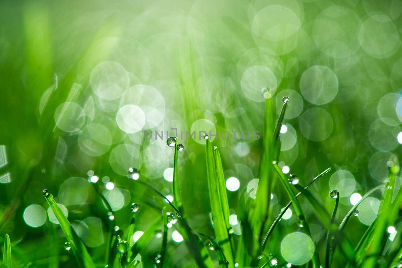 Fresh green grass with dew drops in sunshine and bokeh. Abstract blurry background. Nature background. copy space.