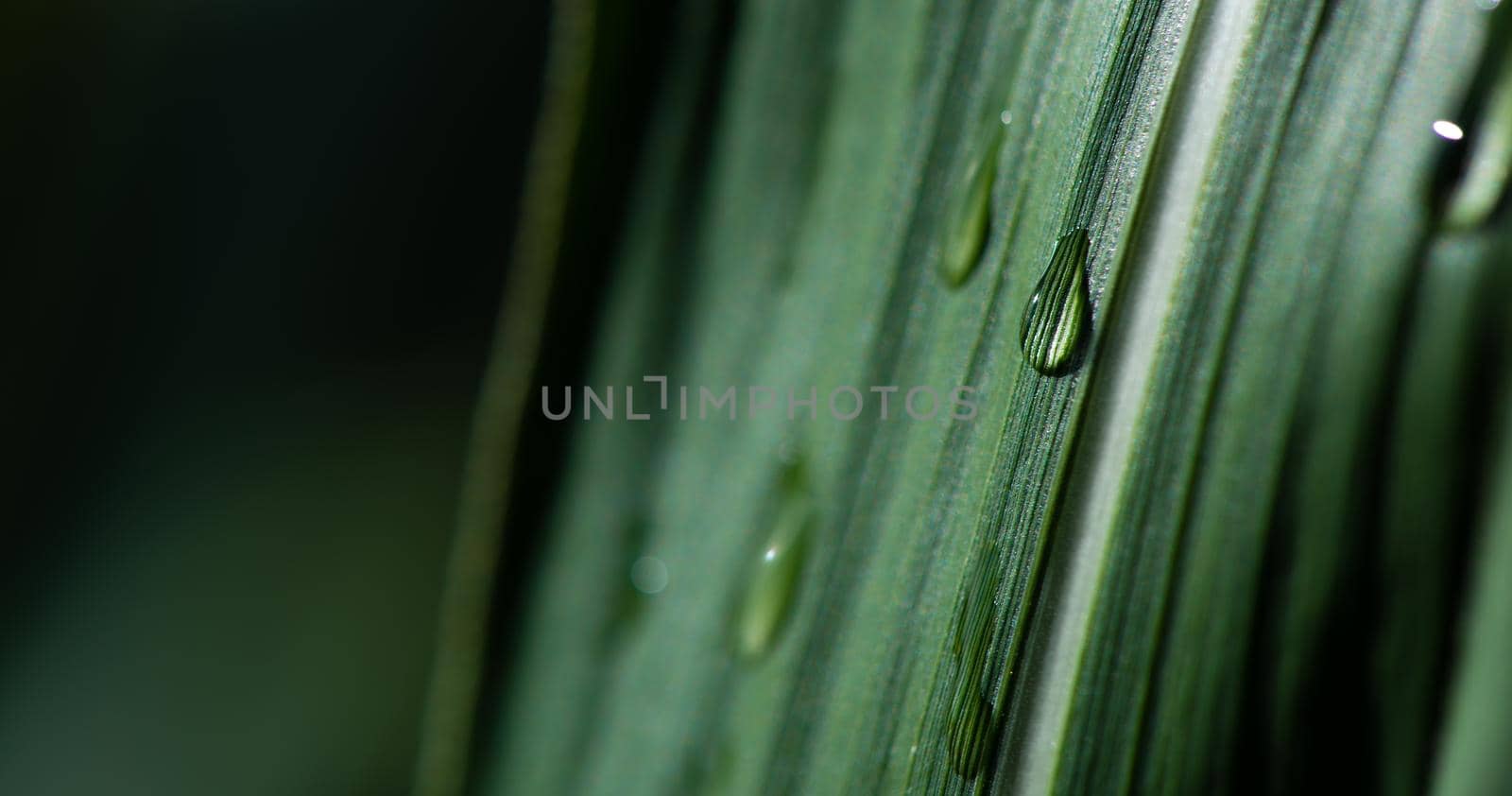 close-up water drop on lush green foliage in rain forest, nature background, dark toned process
