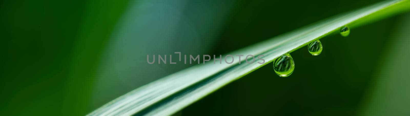 close-up water drops on the green grass.