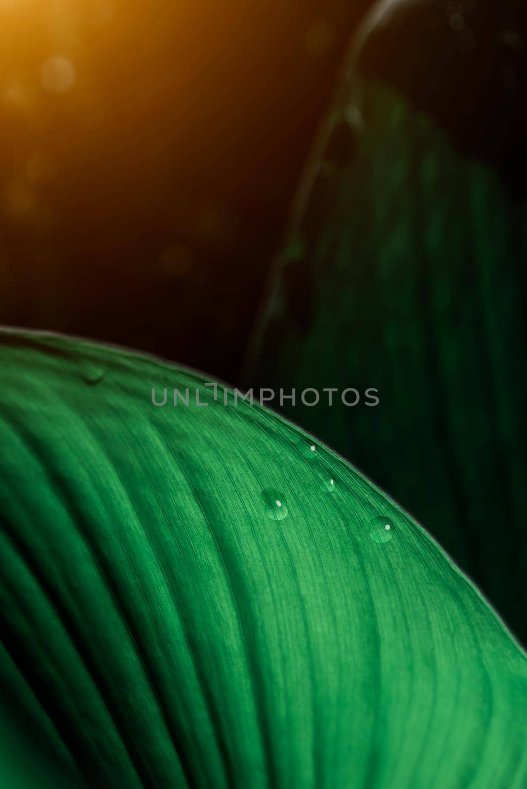 close-up water drop on lush green foliage in rain forest, nature background, dark toned process by thanumporn