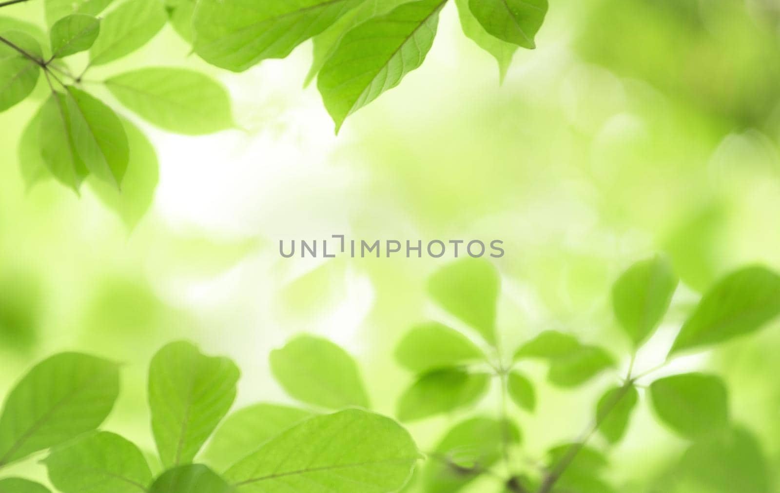 Closeup nature view of green leaf on blurred greenery background in garden with copy space using as background natural green plants landscape, ecology, fresh wallpaper concept. by thanumporn