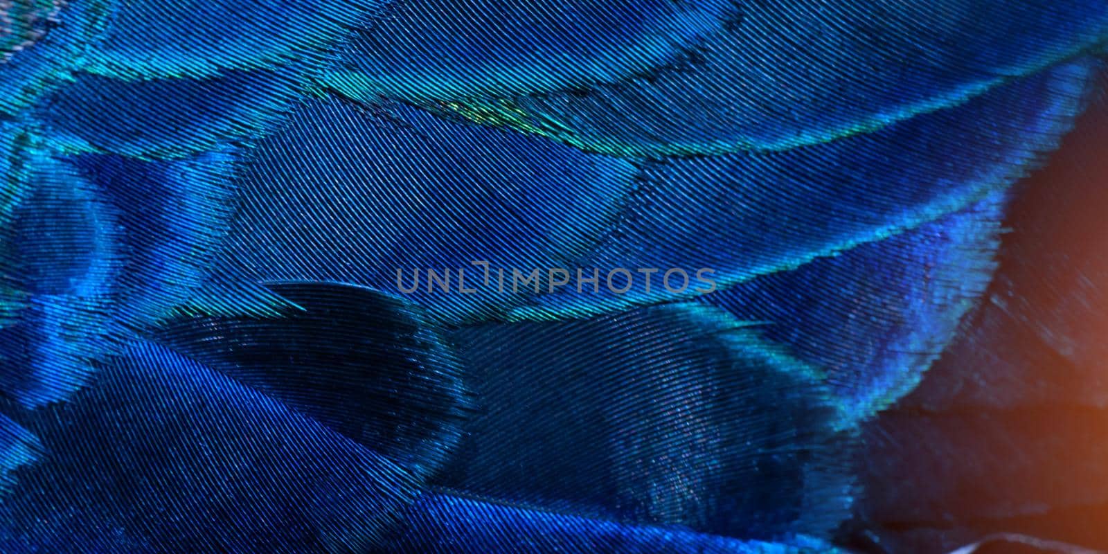 Close-up Peacocks, colorful details and beautiful peacock feathers.Macro photograph. by thanumporn
