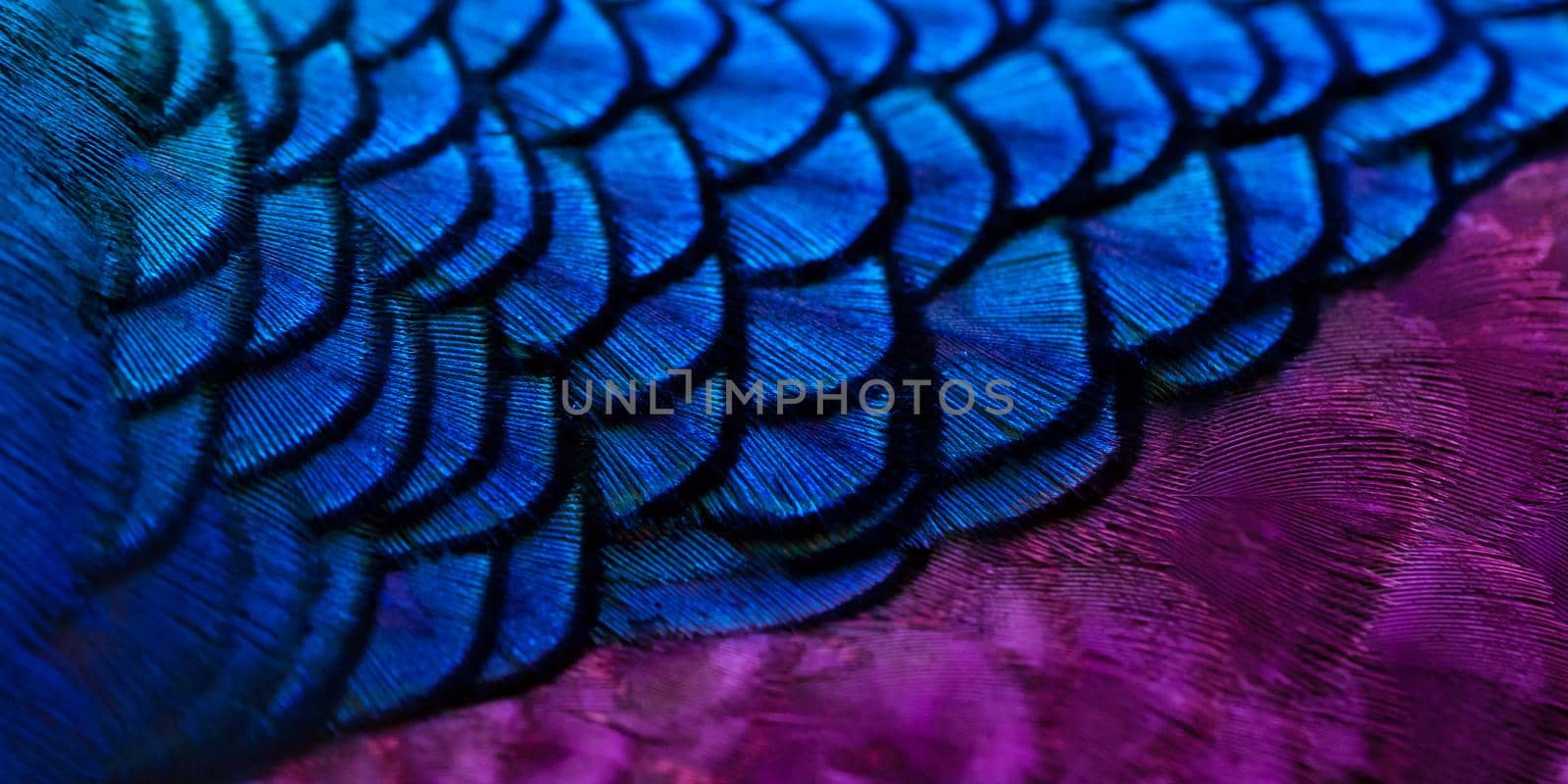 Close-up Peacocks, colorful details and beautiful peacock feathers.Macro photograph. by thanumporn