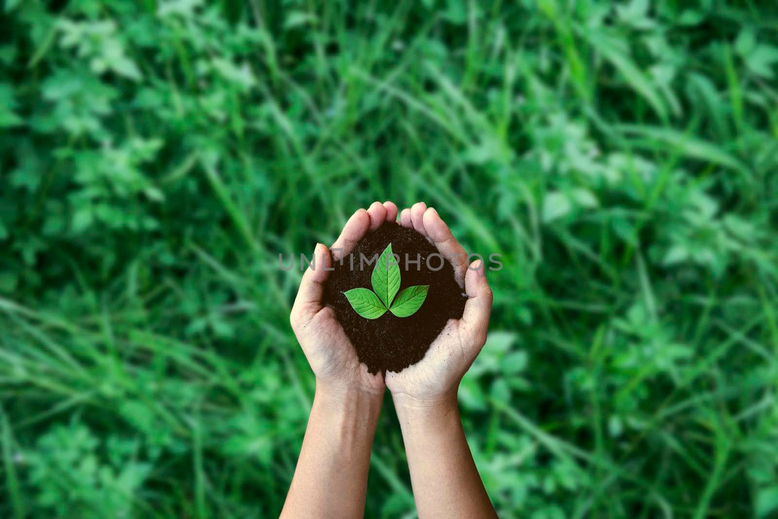 Top view hands holding tree growing on green meadow background. Saving environment and natural conservation concept with tree planing on green globe earth.
