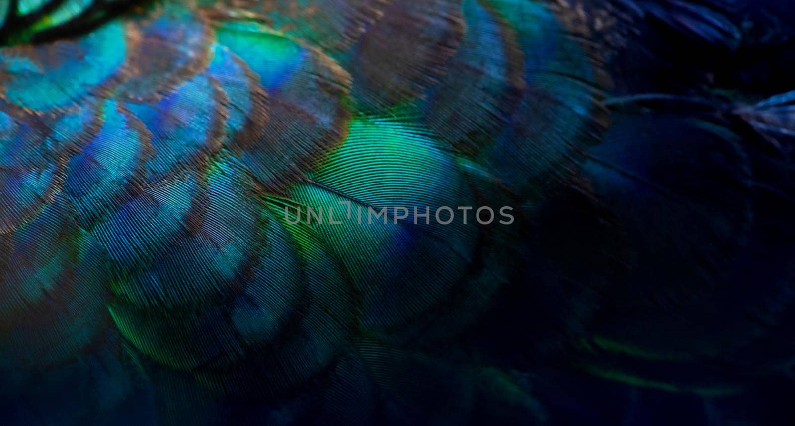 Close-up Peacocks, colorful details and beautiful peacock feathers.Macro photograph.