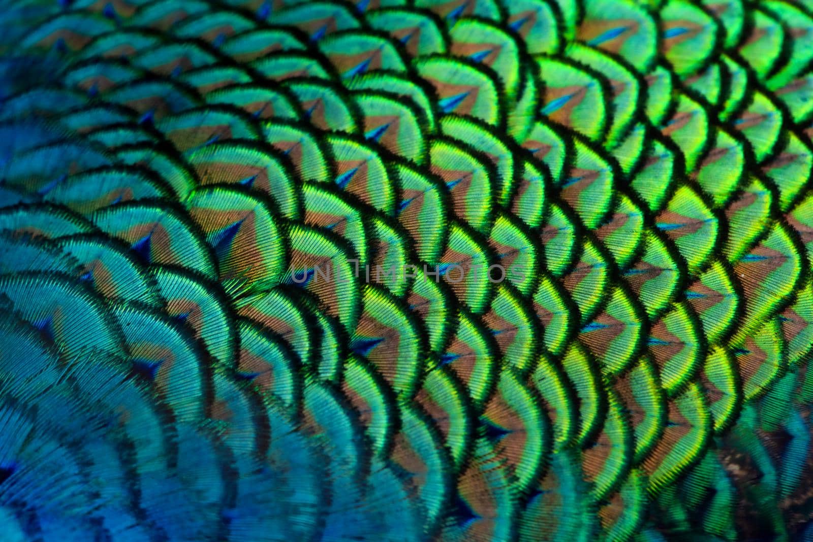 Close-up Peacocks, colorful details and beautiful peacock feathers.Macro photograph. by thanumporn