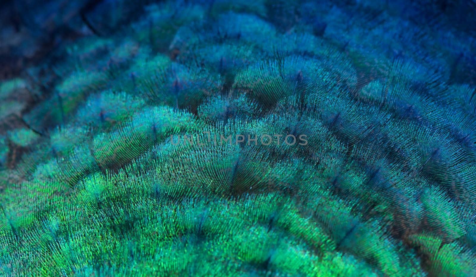 Close-up Peacocks, colorful details and beautiful peacock feathers.Macro photograph. by thanumporn