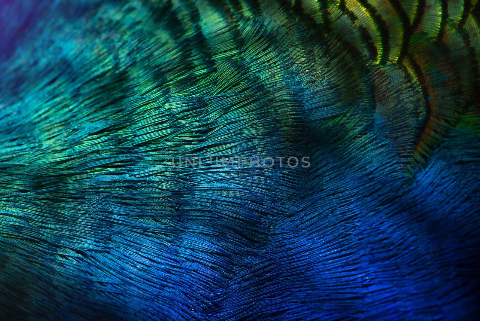 Close-up Peacocks, colorful details and beautiful peacock feathers.Macro photograph. by thanumporn