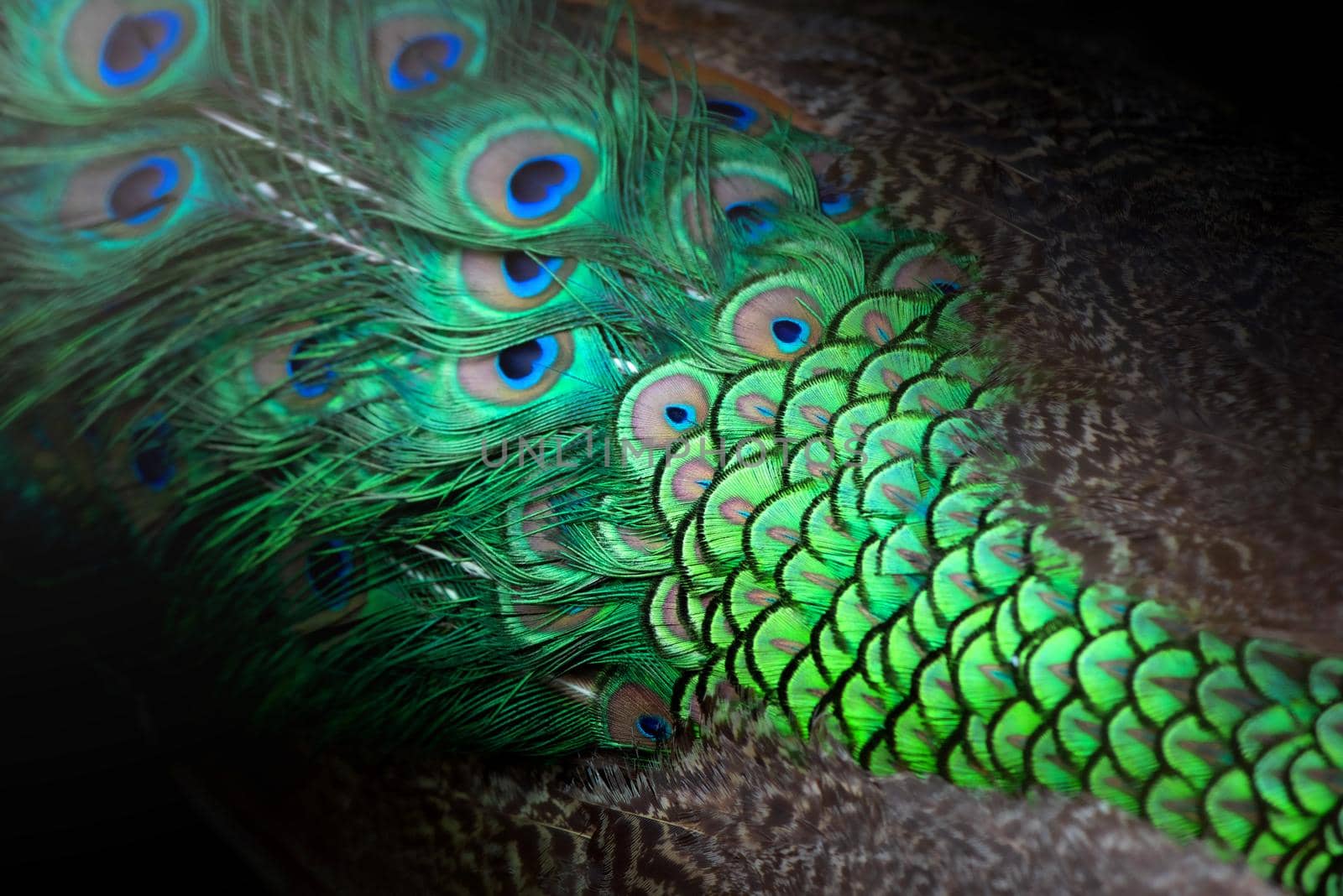 Close-up Peacocks, colorful details and beautiful peacock feathers.Macro photograph. by thanumporn