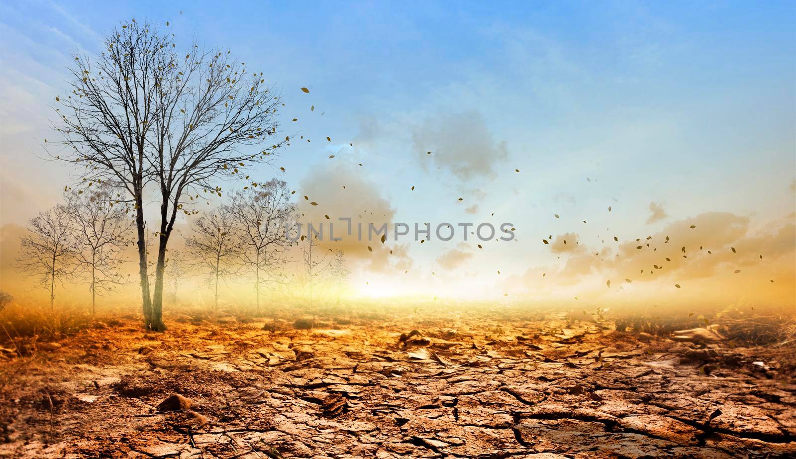 Dead tree on the dry ground on background.Concept of global warming. by thanumporn