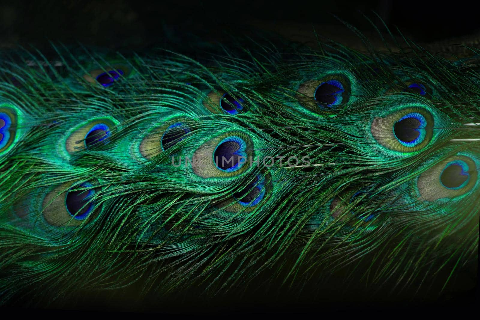 Close-up Peacocks, colorful details and beautiful peacock feathers.Macro photograph.