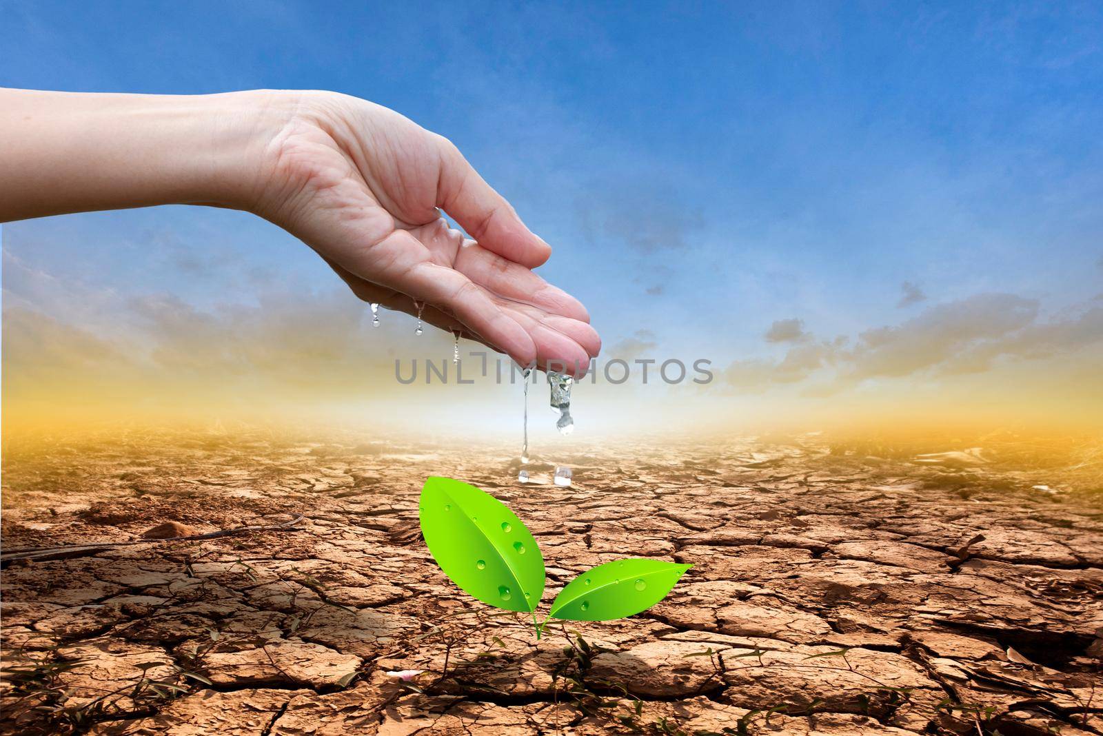 Close up hands watering a tree on cracked earth. Protect nature and environment. by thanumporn