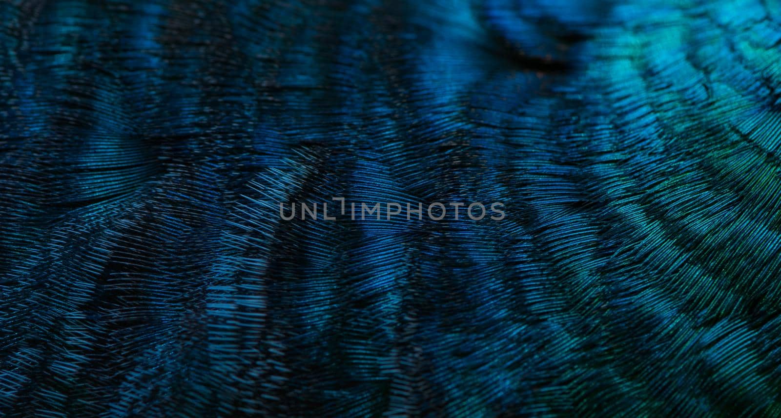 Close-up of the  peacock feathers, colorful details and beautiful peacock feathers.Macro photograph.