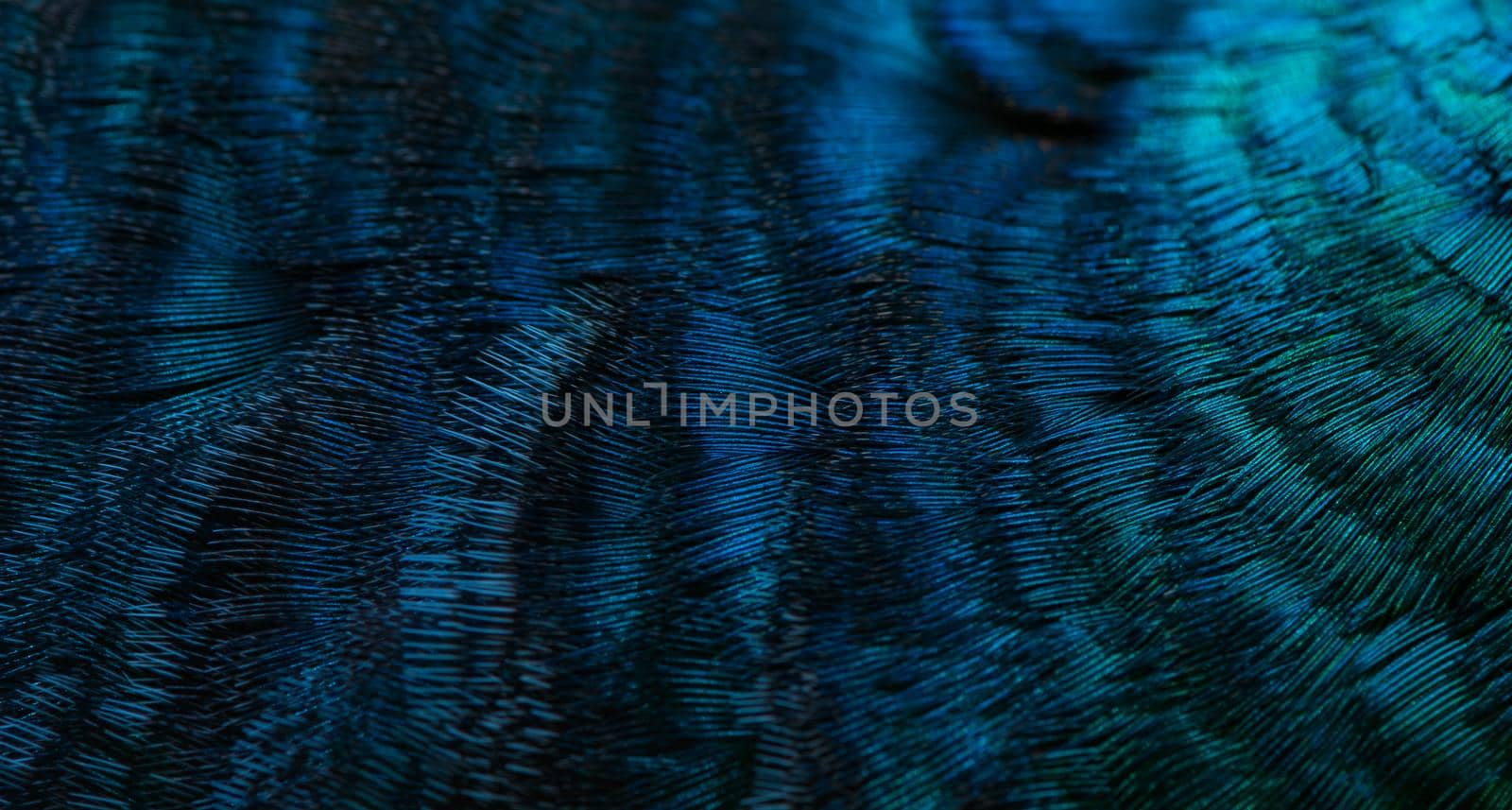 Close-up of the  peacock feathers, colorful details and beautiful peacock feathers.Macro photograph.